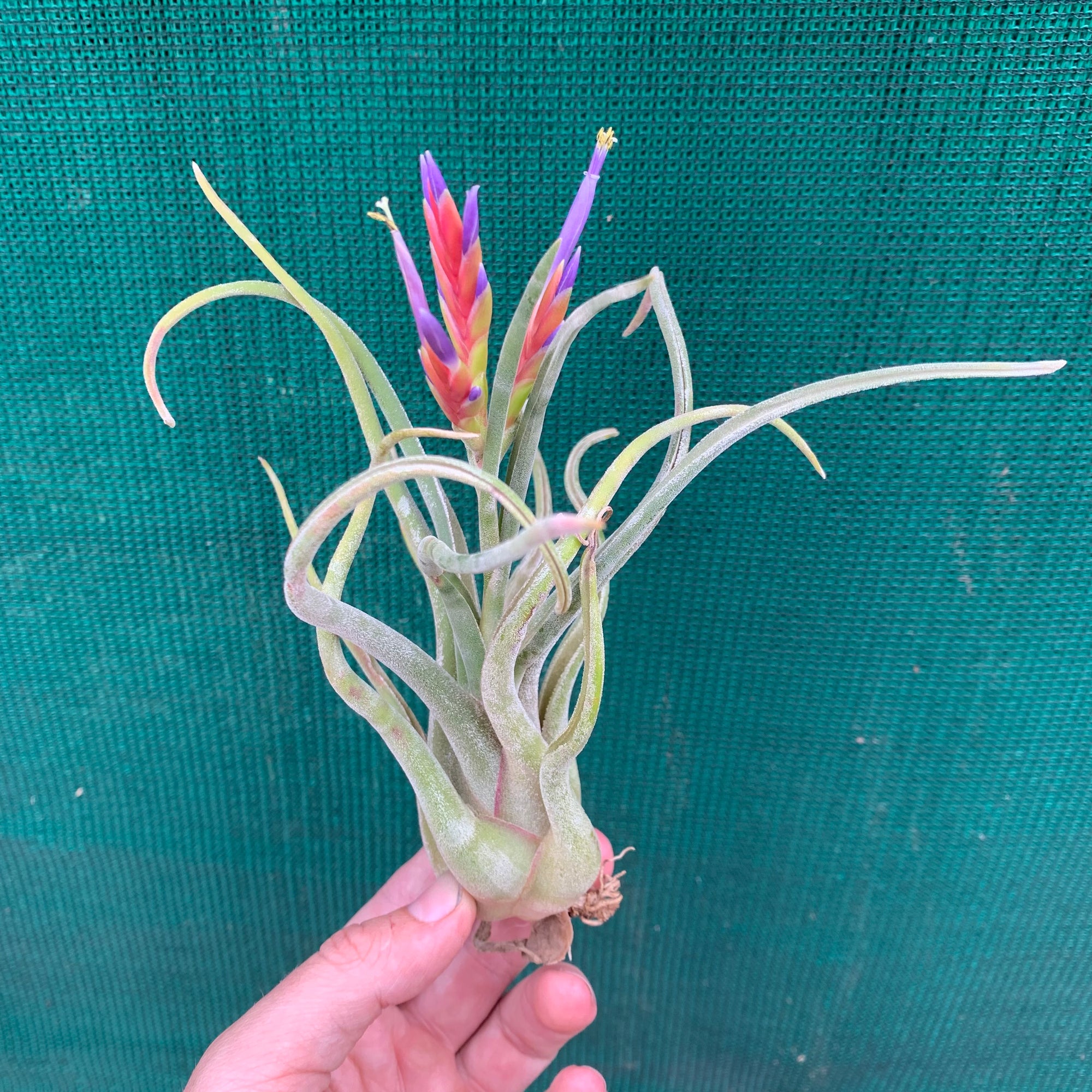 Tillandsia - Twisted Medusa ex. CC