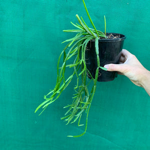 Rhipsalis Micrantha - R46