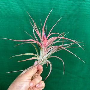 Tillandsia - Success Story ex. RFI