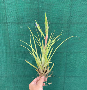 Tillandsia - trieta x streptophylla ex. BG