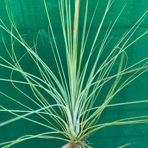 Tillandsia - juncea