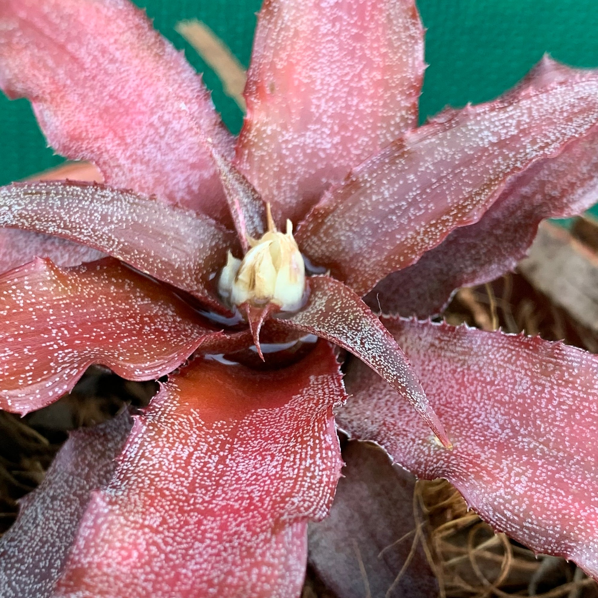Cryptanthus - Mary Poppins
