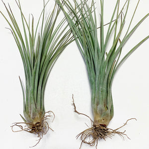 Tillandsia - x Floridana ex. OM