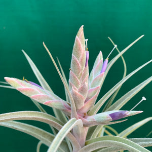 Tillandsia - Ehlersiana x Streptophylla (Nat. Hybrid) ex. BRT