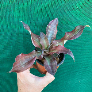 Cryptanthus - Kakadu
