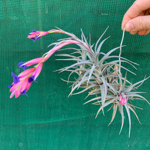Tillandsia - aeranthos ‘Recurved Leaf’ ex. FE