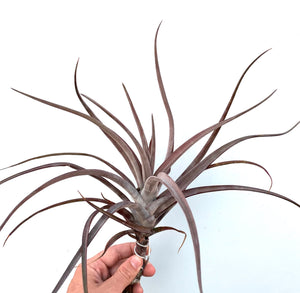 Tillandsia - Novakii ex. PT