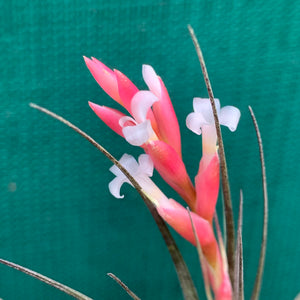 Tillandsia - tenuifolia 'Frosted Purple' ex. PT