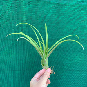 Tillandsia - Flabellata