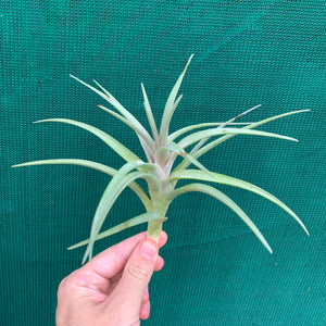 Tillandsia - Winkleri ex. PT