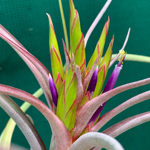 Tillandsia - Phoenix