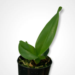 Orchid - Cattleya Alliance ‘Rlc Thong Sulphan Gold’