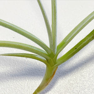 Tillandsia - caliginosa (Fragrant)