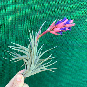 Tillandsia - Purple Gem