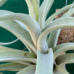 Tillandsia - Pink Velvet ex. Tropiflora