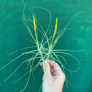 Tillandsia - schiedeana (Wholesale)