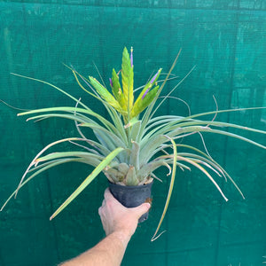 Tillandsia - fasciculata v. Chacalapa NR58