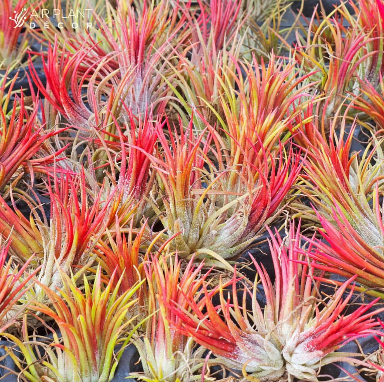 Tillandsia - ionantha 'Fuego' - Air Plant Decor