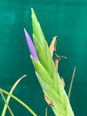 Tillandsia - trieta x streptophylla ex. BG