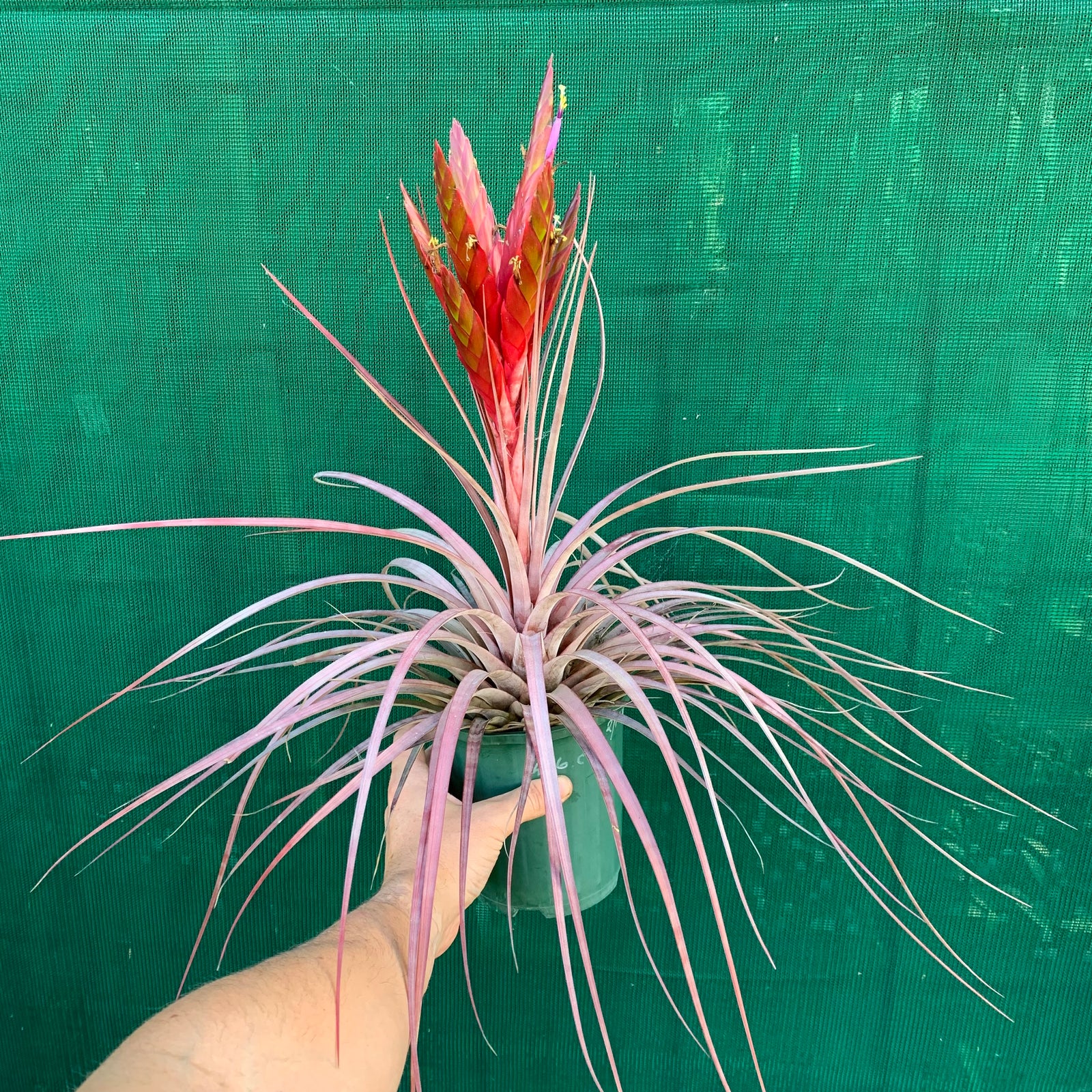 Tillandsia - Dimmitt’s Talent