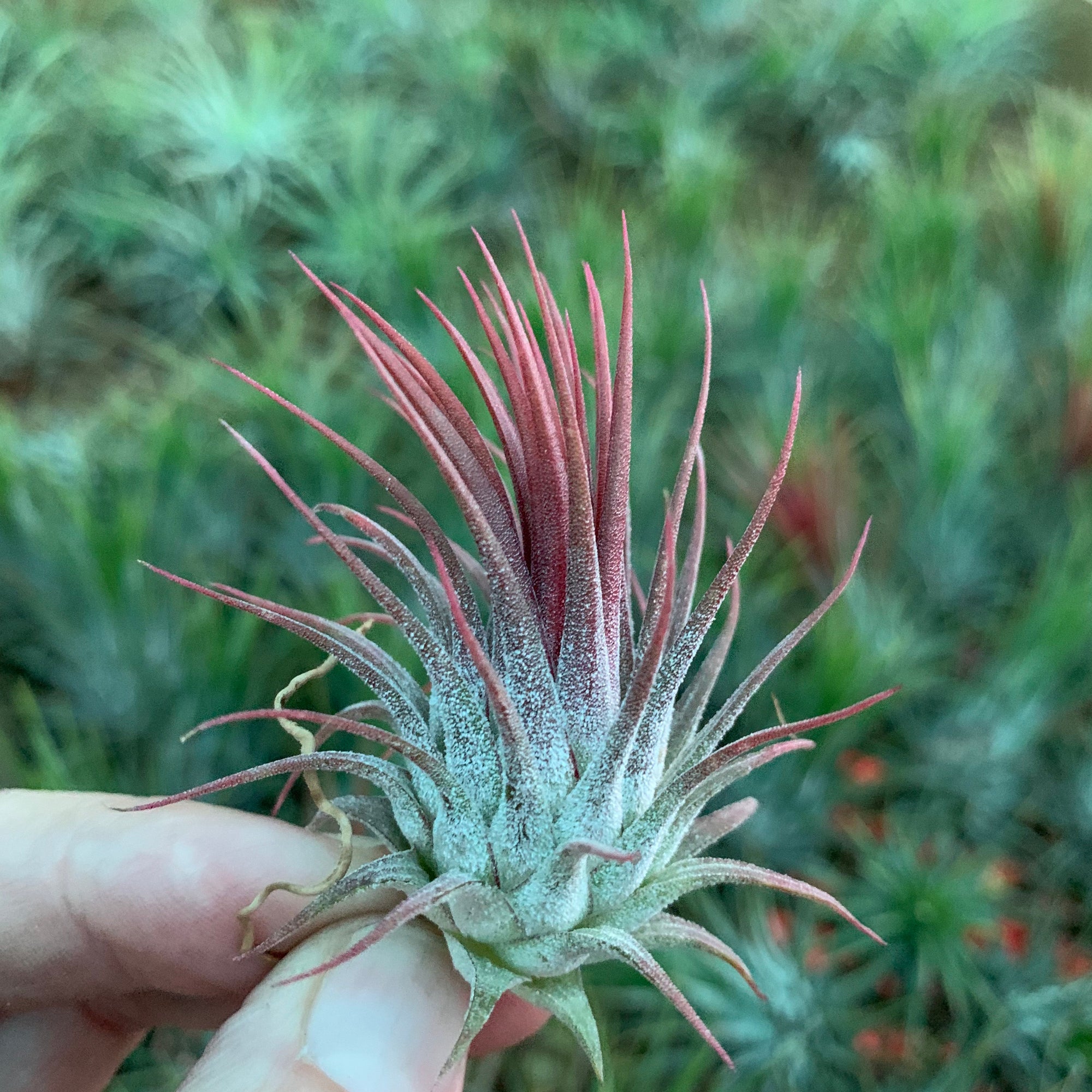 Tillandsia - ionantha 'Stricta'