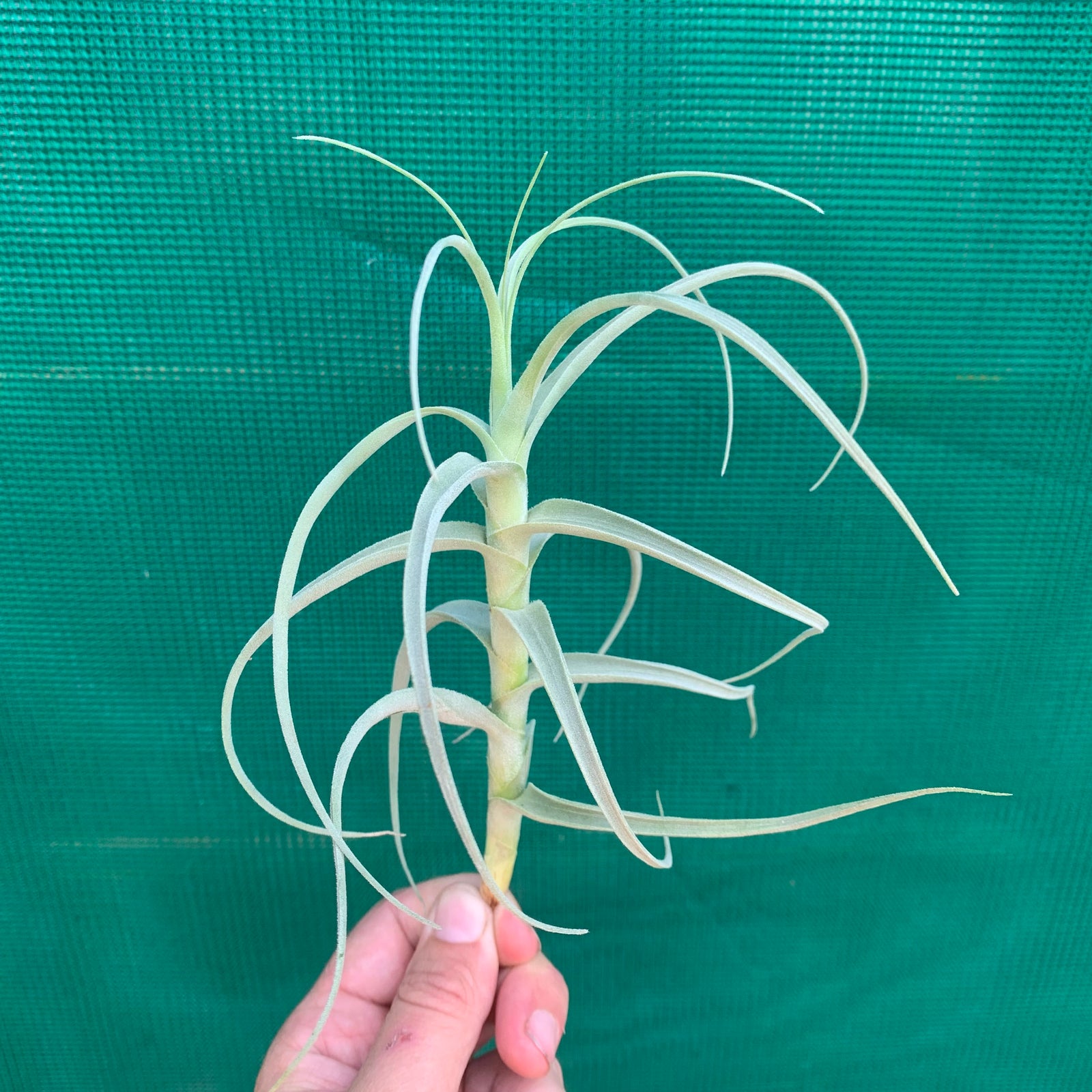 Tillandsia - paleacea ‘Large Form’ ex. KK