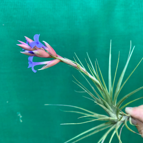 Tillandsia - Purple Razz ex. BG - Air Plant Decor