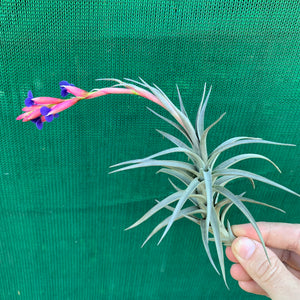 Tillandsia - Aeranthos ‘Recurved Leaf’ ex. FE