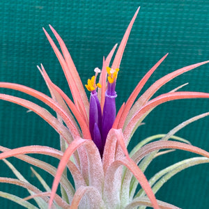 Tillandsia - ionantha ‘Rubra’ ex. CV