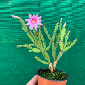 Hatiora rosea