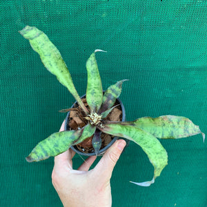 Cryptanthus - Jade