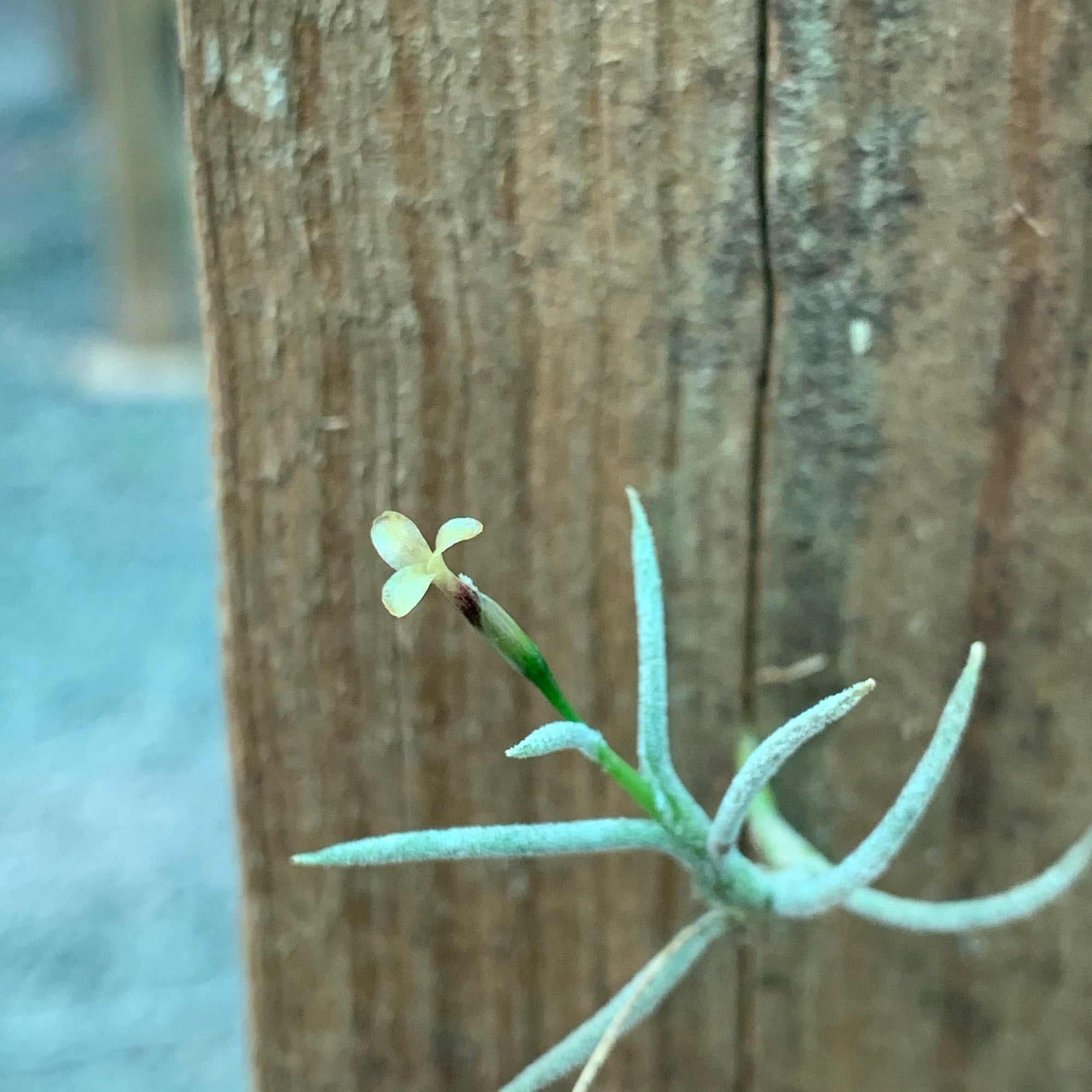 Tillandsia - capillaris - Air Plant Decor