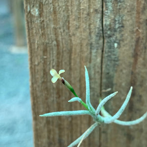 Tillandsia - capillaris