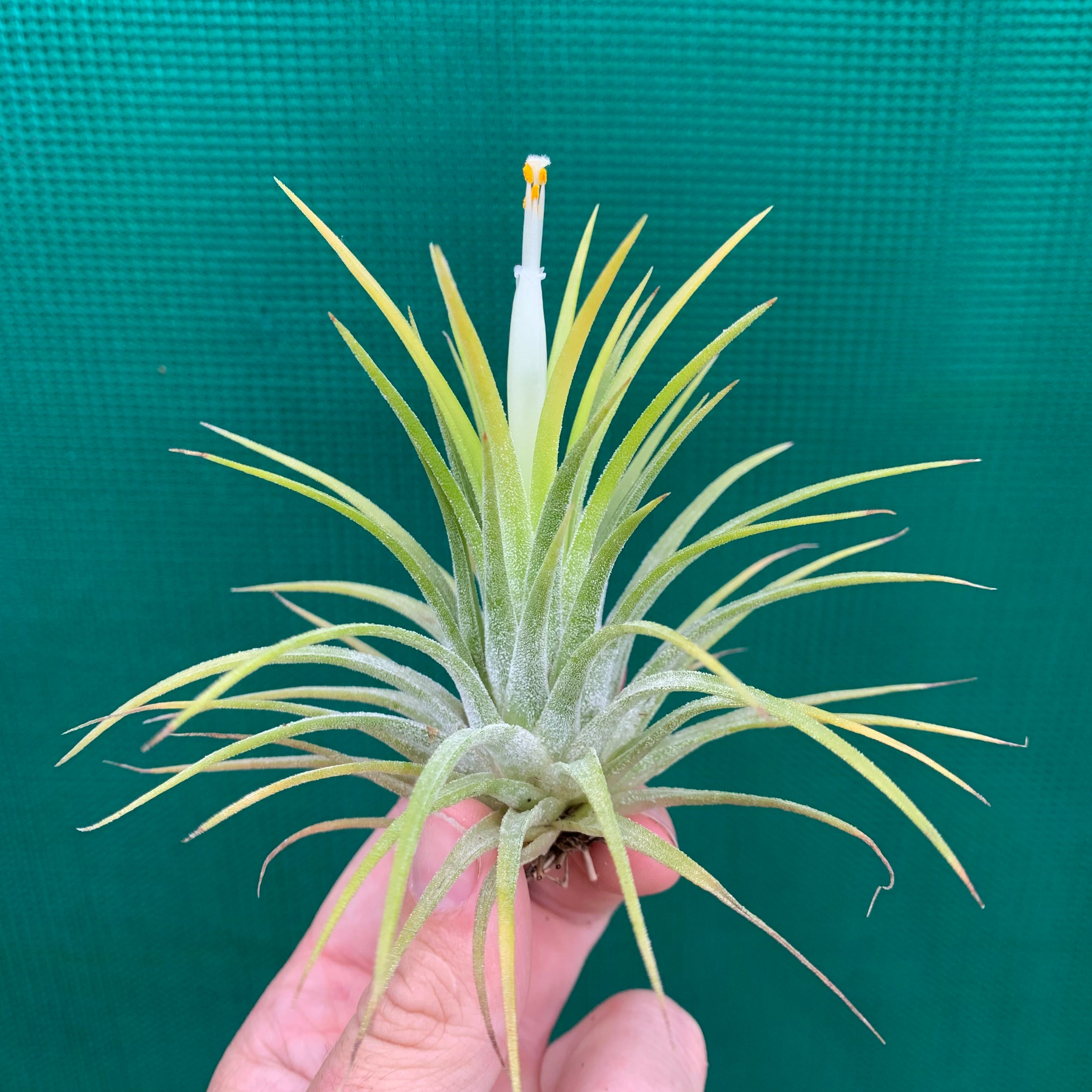 Tillandsia ionantha ‘Yellow Magic’ Buy Tillandsia Ionantha Druid - Ionantha Yellow | Peppyflora®