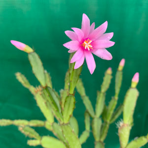 Hatiora rosea