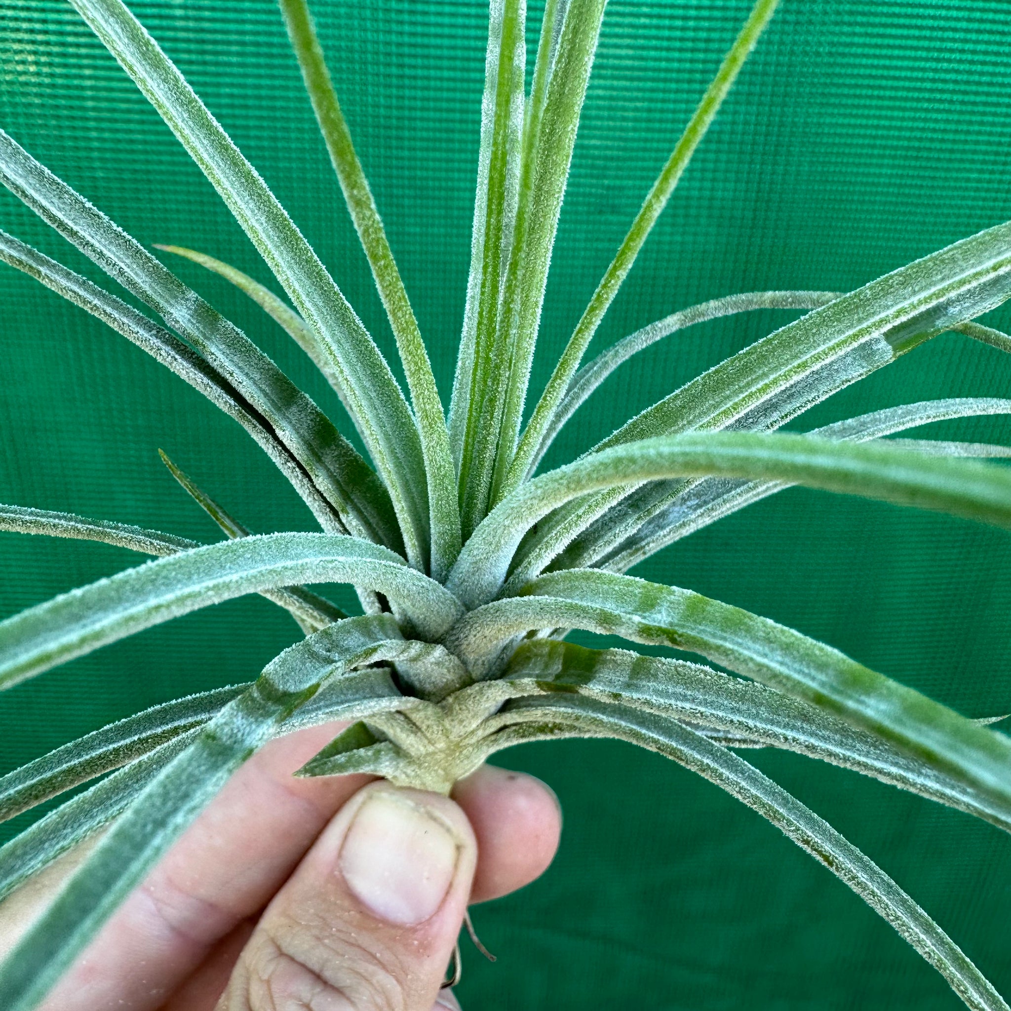 zebra air plant Tillandsia - Green Zebra ex. PT