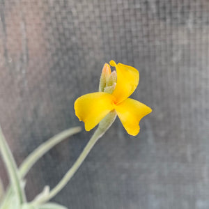 Tillandsia - crocata ‘Large Form, Orange Flower’ (Fragrant) NEW