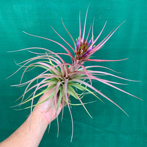 Tillandsia - Sparkler ex. NR