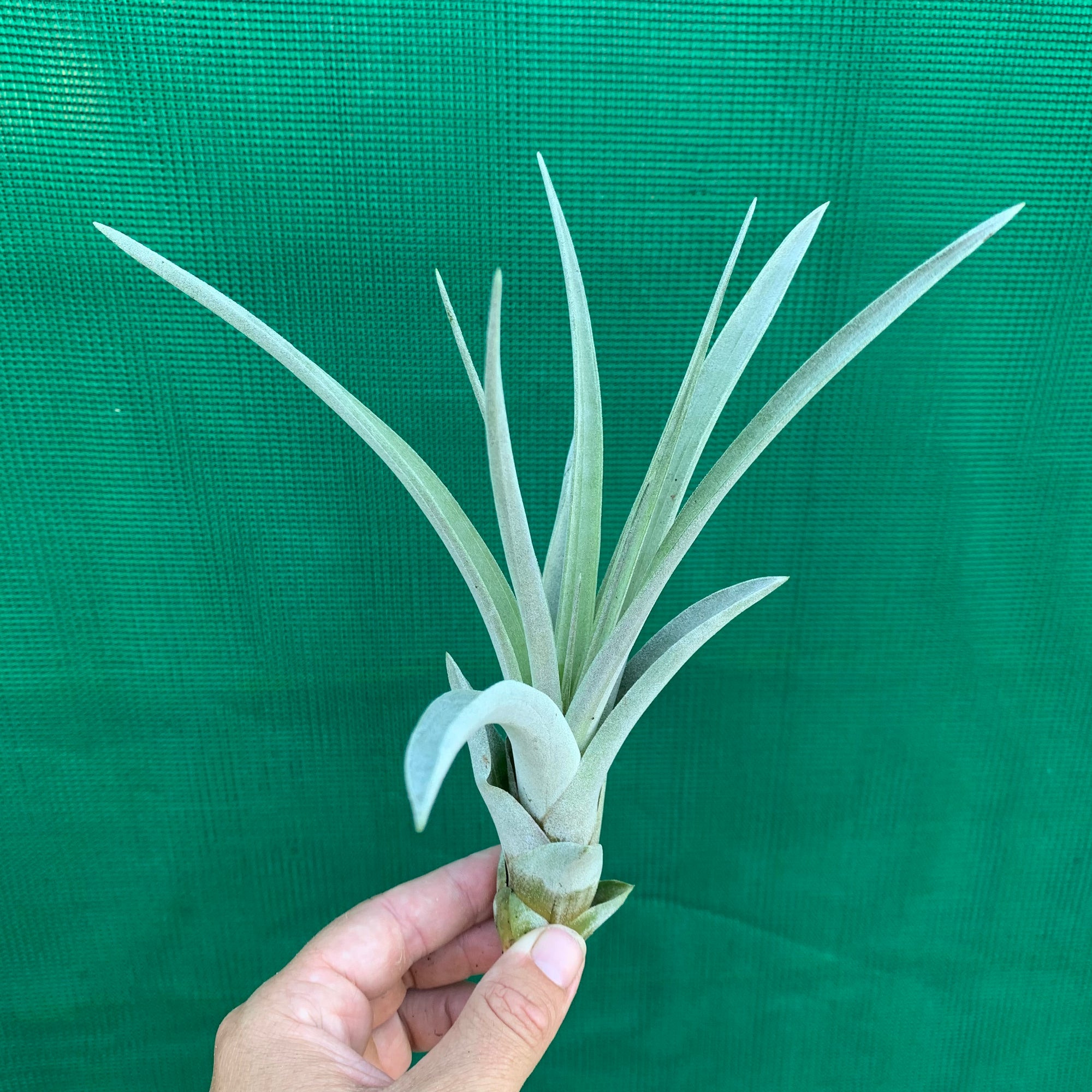 Tillandsia - Steve ex. GK - Air Plant Decor