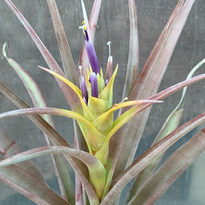 Tillandsia - capitata Yellow x capitata Marron ex. OM