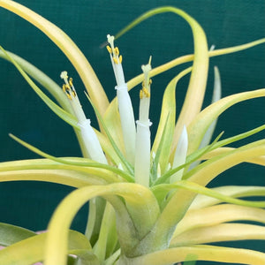 Tillandsia - Sunglow