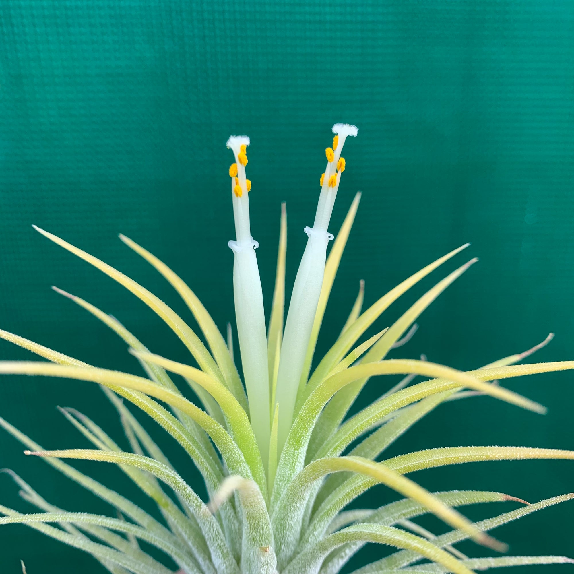 druid air plant Tillandsia - ionantha 'Thai Druid'