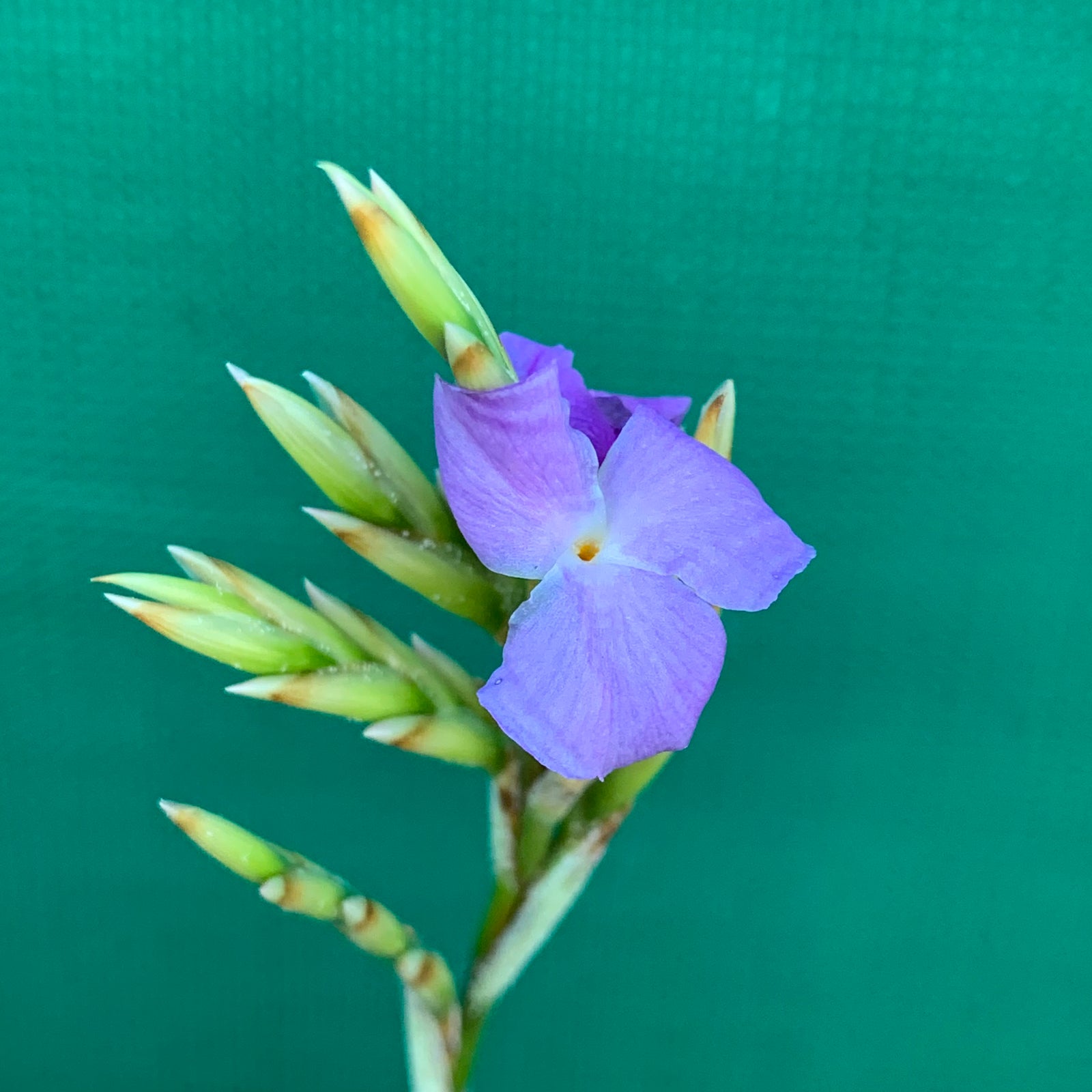 Tillandsia - arhiza (Fragrant)