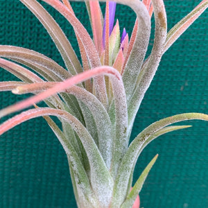 Tillandsia - pruinosa x ionantha ex. PB