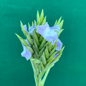 Tillandsia - streptocarpa Len’s Blue x White ex. PT (Fragrant) NEW