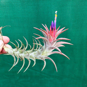 Tillandsia - vanhyningii ex. CC