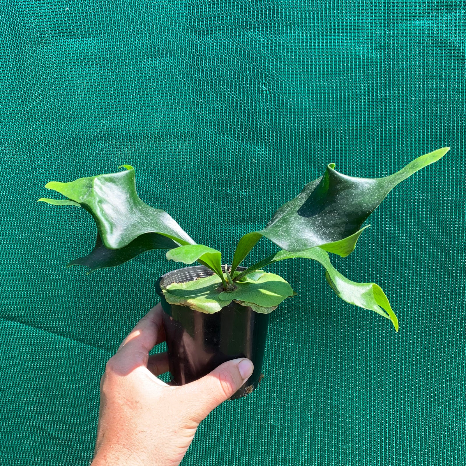 Platycerium - Helios