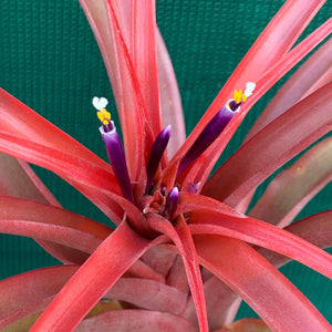 Tillandsia - capitata ‘Red’