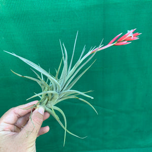 Tillandsia - toropiensis ‘Vila Velma’