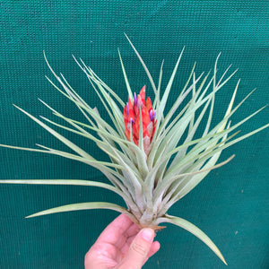 Tillandsia - Hal’s Nidus